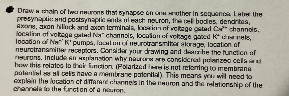Draw a chain of two neurons that synapse on one another in sequence. Label the
presynaptic and postsynaptic ends of each neuron, the cell bodies, dendrites,
axons, axon hillock and axon terminals, location of voltage gated Ca²+ channels,
location of voltage gated Na+ channels, location of voltage gated K* channels,
location of Na*/ K+ pumps, location of neurotransmitter storage, location of
neurotransmitter receptors. Consider your drawing and describe the function of
neurons. Include an explanation why neurons are considered polarized cells and
how this relates to their function. (Polarized here is not referring to membrane
potential as all cells have a membrane potential). This means you will need to
explain the location of different channels in the neuron and the relationship of the
channels to the function of a neuron.