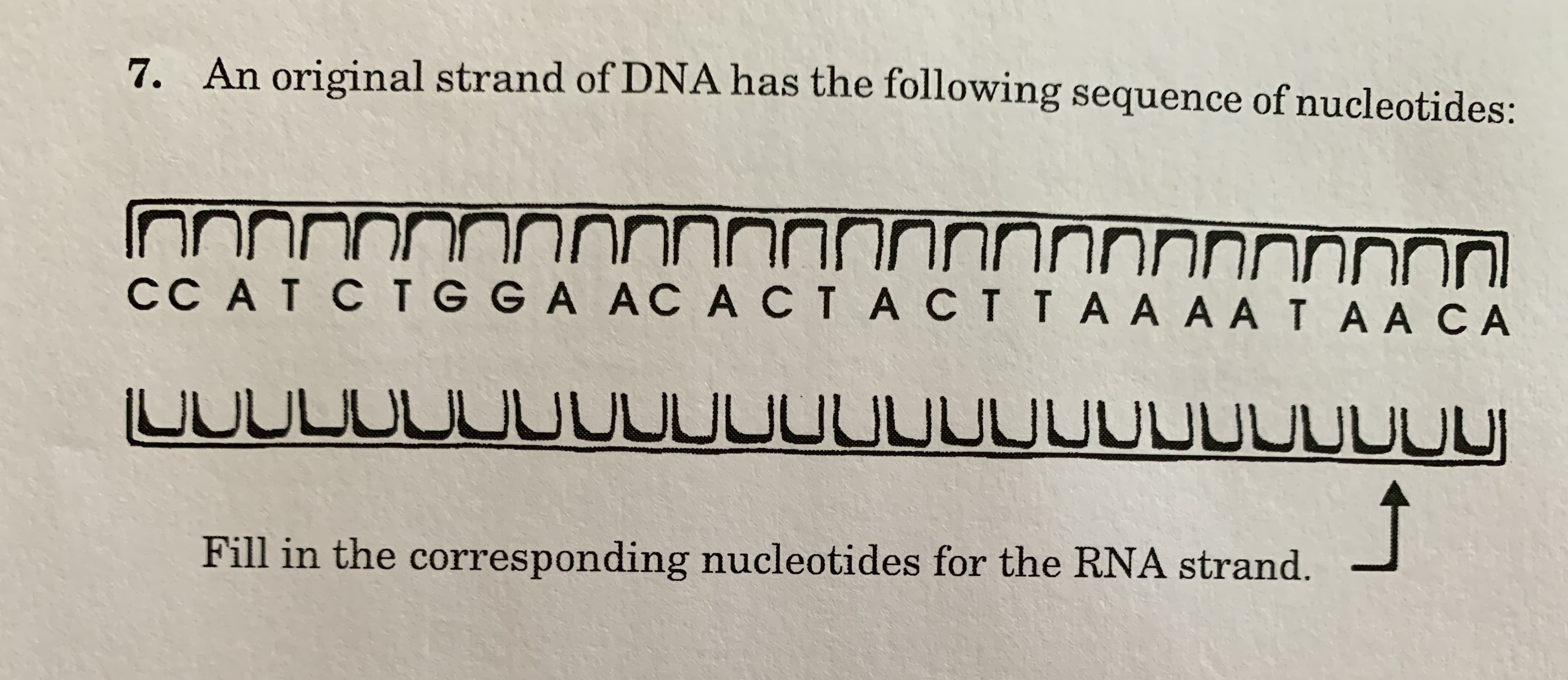 7. An original strand of DNA has the following sequence of nucleotides:
NNNNONNNNNNINN
CC AT CTGGA ACACTACTTAA AATAACA
nnnnnnOnNnNNnnnnnn
UUUDOUUUUUUUUUUUUUUUUUUUU
Fill in the corresponding nucleotides for the RNA strand.
