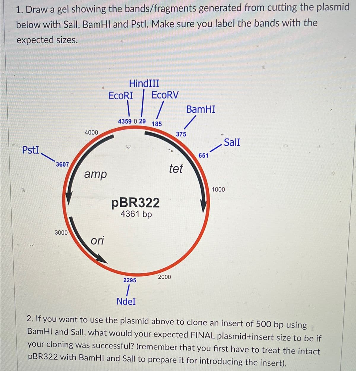 1. Draw a gel showing the bands/fragments
generated from cutting the plasmid
below with Sall, BamHI and Pstl. Make sure you label the bands with the
expected sizes.
PstI
3607
3000
4000
amp
ori
HindIII
EcoRI
4359 0 29
EcoRV
2295
1
NdeI
185
pBR322
4361 bp
375
tet
2000
BamHI
651
Sall
1000
2. If you want to use the plasmid above to clone an insert of 500 bp using
BamHI and Sall, what would your expected FINAL plasmid+insert size to be if
your cloning was successful? (remember that you first have to treat the intact
pBR322 with BamHI and Sall to prepare it for introducing the insert).