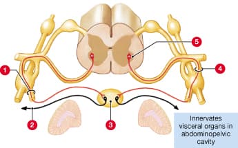 4
Innervates
visceral organs in
abdominopelvic
cavity
2
3

