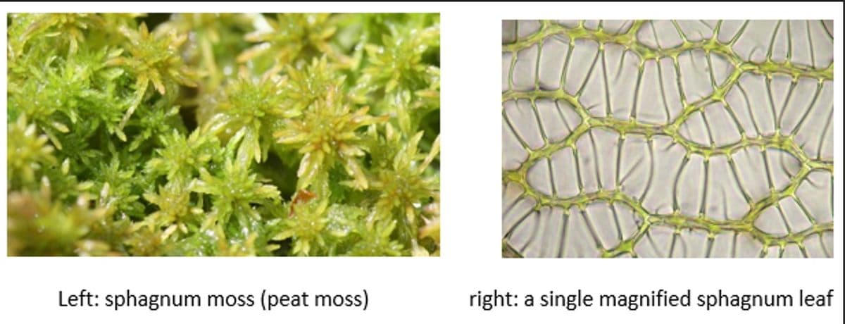 Left: sphagnum moss (peat moss)
right: a single magnified sphagnum leaf
