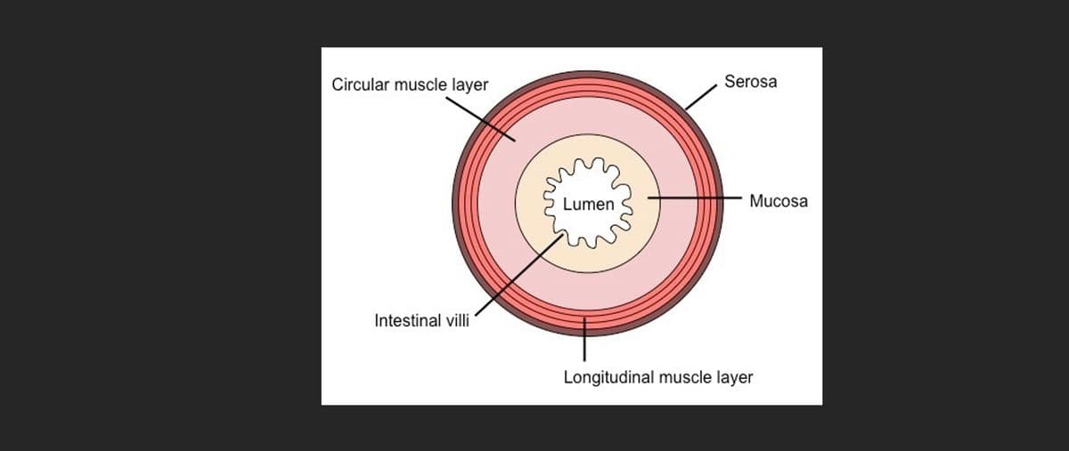 Circular muscle layer
Intestinal villi
Lumen
Serosa
Mucosa
Longitudinal muscle layer
