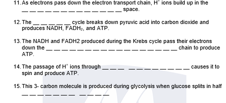 11. As electrons pass down the electron transport chain, H ions build up in the
space.
12. The
cycle breaks down pyruvic acid into carbon dioxide and
produces NADH, FADH2, and ATP.
13. The NADH and FADH2 produced during the Krebs cycle pass their electrons
down the
АТР.
chain to produce
ATP.
14. The passage of H' ions through
spin and produce ATP.
causes it to
15. This 3- carbon molecule is produced during glycolysis when glucose splits in half
