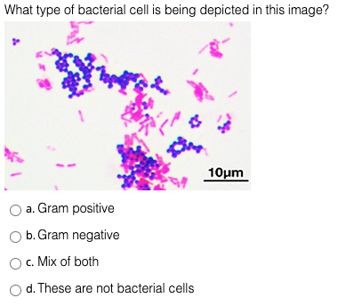 What type of bacterial cell is being depicted in this image?
10μm
a. Gram positive
b. Gram negative
c. Mix of both
d. These are not bacterial cells
