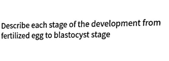 Describe each stage of the development from
fertilized egg to blastocyst stage
