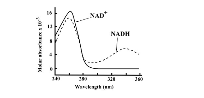 Molar absorbance x 10-3
16
2
8
●
240
NAD
NADH
280
320
Wavelength (nm)
360
