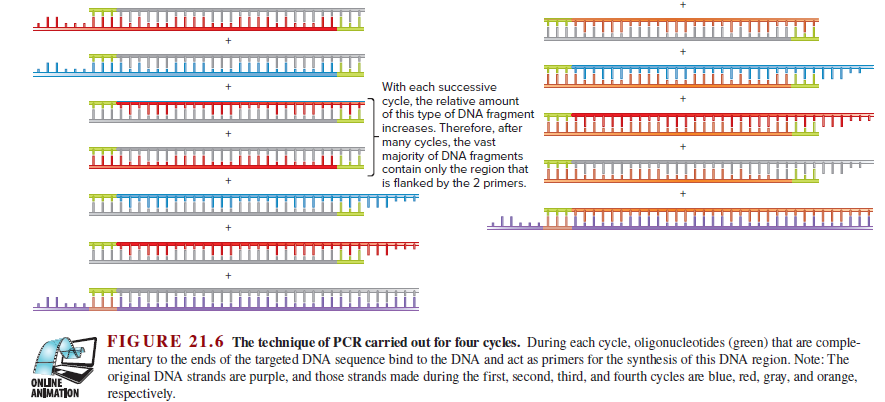 With each successive
cycle, the relative amount
of this type of DNA fragment
increases. Therefore, after
many cycles, the vast
majority of DNA fragments
contain only the region that
is flanked by the 2 primers.
FIGURE 21.6 The technique of PCR carried out for four cycles. During each cycle, oligonucleotides (green) that are comple-
mentary to the ends of the targeted DNA sequence bind to the DNA and act as primers for the synthesis of this DNA region. Note: The
original DNA strands are purple, and those strands made during the first, second, third, and fourth cycles are blue, red, gray, and orange,
respectively.
ONLINE
ANIMATION
