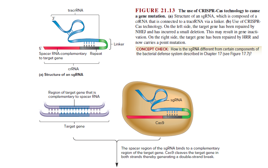 FIGURE 21.13 The use of CRISPR-Cas technology to cause
tracrRNA
a gene mutation. (a) Structure of an sgRNA, which is composed of a
crRNA that is connected to a tracrRNA via a linker. (b) Use of CRISPR-
Cas technology. On the left side, the target gene has been repaired by
NHEJ and has incurred a small deletion. This may result in gene inacti-
vation. On the right side, the target gene has been repaired by HRR and
now carries a point mutation.
3'
Linker
5'
Spacer RNA-complementary Repeat
CONCEPT CHECK: How is the sgRNA different from certain components of
the bacterial defense system described in Chapter 17 (see Figure 17.7)?
to target gene
crRNA
(a) Structure of an sgRNA
Region of target gene that is
complementary to spacer RNA
- SGRNA
Cas9
Target gene
The spacer region of the sgRNA binds to a complementary
region of the target gene. Cas9 cleaves the target gene in
both strands thereby generating a double-strand break.
