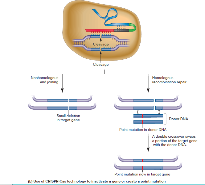 Cleavage
Cleavage
Nonhomologous
end joining
Homologous
recombination repair
Small deletion
in target gene
- Donor DNA
Point mutation in donor DNA
A double crossover swaps
a portion of the target gene
with the donor DNA.
Point mutation now in target gene
(b) Use of CRISPR-Cas technology to inactivate a gene or create a point mutation
