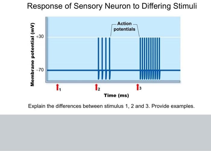 Response of Sensory Neuron to Differing Stimuli
-Action
potentials
+30
-70
1,
12
13
Time (ms)
Explain the differences between stimulus 1, 2 and 3. Provide examples.
Membrane potential (mV)
