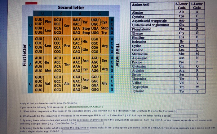 Amino Acid
3-Letter 1-Letter
Second letter
Code
Code
Alanine
Cysteine
Aspartic acid or aspartate
Glutamic acid or glutamate
| Phenylalanine
Glycine
Histidine
Ala
Cys
Asp
Glu
UCU
Phe
UGU cys
UGC
UUUT
UAU
Tyr
UAC
D
UUC
UC
Ser
UUA
UAA Stop UGA Stop
UAG Stop UGG Trp G
UCA
Phe
Leu
UUG
UCG
Gly
G
H.
His
Ile
CUU
CCU
CAU
CGU
U
His
CAC
CÚC
Leu
CUA
CGC
CGA
Isoleucine
Lysine
Leucine
Pro
Arg
Lys
K
CAA
Gin
CAG
CCA
Leu
L.
CUG
CCG
CG
Methionine
Met
M
AUU
AUC le
ACU)
ACC
AAU1
AAC
AGU
Asn
Asparagine
Proline
Glutamine
Arginine
Serine
Asn
Ser
AGC
AGA
Arg
Pro
P.
Thr
AAA
Gln
Arg
Ser
AUA
ACA
AUG Met ACG
AAG Lys
AGG
R
GUU)
GCU)
GAU1
GGU
GGC
Gly
Threonine
Valine
Tryptophan
Tyrosine
Thr
GUC
Val
GUA
GCC
Ala
GCA
Val
V
GAA
GAG
GGA
W
Trp
Тут
Glu
GUG
GCG
GGG
Y
Apply all that you have learned to solve the following:
If you have the following DNA sequence: 5-ATGGCIOTOGTATTAAATAG-3
1. What is the sequence of the bases in the complementary DNA strand in a 3' to 5 direction ?( NB" Just type the letter for the bases)
2. What would be the sequence of the bases in the messenger RNA in a 5 to 3 direction? ( NB Just type the letter for the bases)
3. By using three letter codes what would be the sequence of amino acids in the polypeptide generated trom the MRNA, In you answer separate each amino acid
with only a single dosh (e.g. Cys-Oin-Ser-Thr )
4. By using the letter codes what would be the sequence of amino acids in the polypeptide generated hrom the MRNA. In you answer separate each amino acid with
only a single dash (eg. C-Q-5-T)
Third letter
PCAG
CAGUCAGUC AG
First letter
