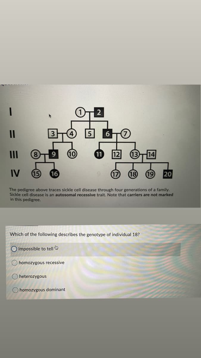 II
(10
11
12
13
14
IV
15
16
17
18
19
20
The pedigree above traces sickle cell disease through four generations of a family.
Sickle cell disease is an autosomal recessive trait. Note that carriers are not marked
in this pedigree.
Which of the following describes the genotype of individual 18?
O impossible to tell
O homozygous recessive
O heterozygous
O homozygous dominant
