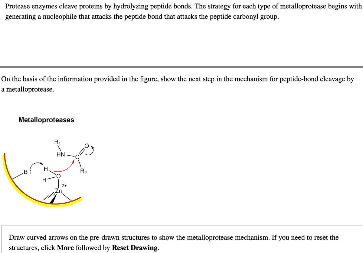 Protease enzymes cleave proteins by hydrolyzing peptide bonds. The strategy for each type of metalloprotease begins with
generating a nucleophile that attacks the peptide bond that attacks the peptide carbonyl group.
On the basis of the information provided in the figure, show the next step in the mechanism for peptide-bond cleavage by
a metalloprotease.
Metalloproteases
B:
H
R₁
HN
R₂
Zn
2+
Draw curved arrows on the pre-drawn structures to show the metalloprotease mechanism. If you need to reset the
structures, click More followed by Reset Drawing.