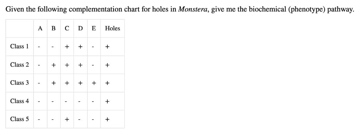 Given the following complementation chart for holes in Monstera, give me the biochemical (phenotype) pathway.
A
В
D
E
Holes
Class 1
+
+
+
-
-
Class 2
+
+
Class 3
+
+
+
Class 4
Class 5
+
+
-
-
+
+
