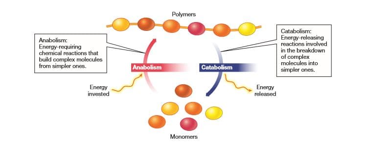 Polymers
Catabolism:
Energy-releasing
reactions involved
in the breakdown
Anabolism:
Energy-requiring
chemical reactions that
build complex molecules
from simpler ones.
of complex
molecules into
simpler ones.
Anabolism
Catabolism
Energy
invested
Energy
released
Monomers
