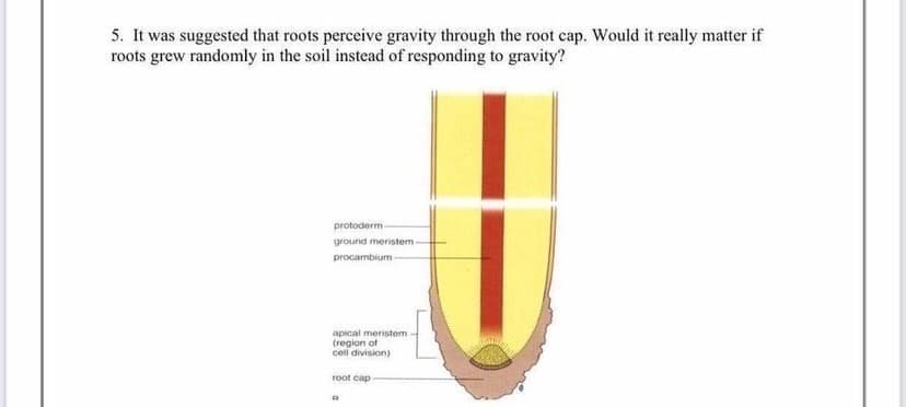 5. It was suggested that roots perceive gravity through the root cap. Would it really matter if
roots grew randomly in the soil instead of responding to gravity?
protoderm-
ground meristem
procambium-
apical meristem
(region of
cell division)
root cap

