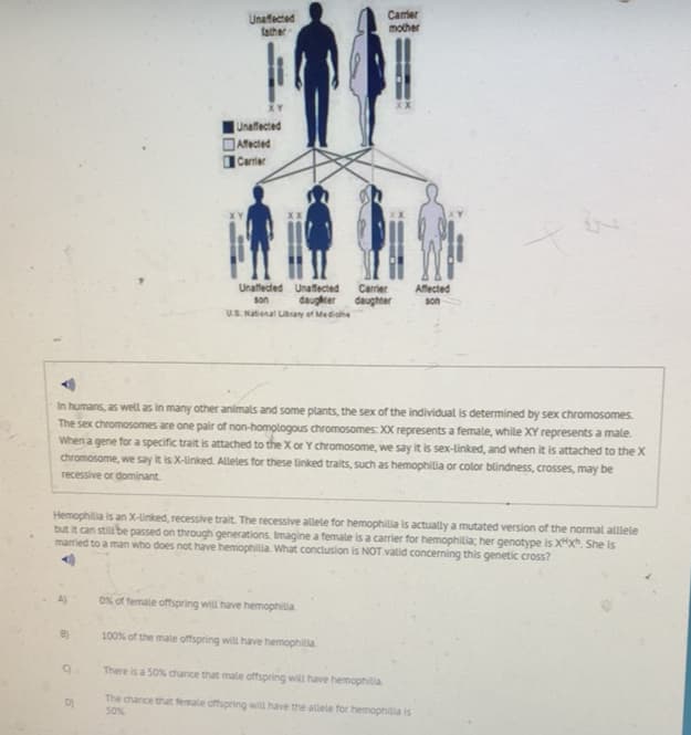 Unaffected
father
Camier
mother
XY
Unaffected
Afected
Carrier
Unaffeded Unaffected
daugkter
U.S. National Lbrany of Mediche
Carrier
Affected
son
daughter
son
In humans, as well as in many other animals and some plants, the sex of the individual is determined by sex chromosomes.
The sex chromosomes are one pair of non-homologous chromosomes: XX represents a female, while XY represents a male.
When a gene for a specific trait is attached to the X or Y chromosome, we say it is sex-linked, and when it is attached to the X
chromosome, we say it is X-linked. Alleles for these linked traits, such as hemophilia or color blindness, crosses, may be
recessive or dominant.
Hemophilia is an X-linked, recessive trait. The recessive allele for hemophilia is actually a mutated version of the normal alllele
but it can still be passed on through generations. Imagine a female is a carrier for hemophilia; her genotype is Xx She is
married to a man who does not have hemophilia. What conclusion is NOT valid concerning this genetic cross?
A)
0% of female offspring will have hemophilia
B)
100% of the male offspring will have hemophila
There is a 50% chance that male offspring will have hemophiltia
The chance that female offspring will have the allele for hemophilia is
50%
