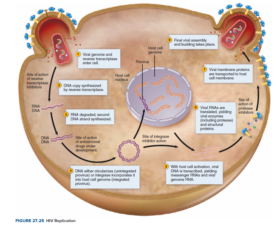 8 Final viral assembly
and budding takes place.
Host cell
genome
Viral genome and
reverse transcriptase
enter cell.
Provirus
Site of action
of reverse
Host cell
nucleus
7 Viral membrane proteins
are transported to host
cell membrane.
transcriptase
inhibitors
2 DNA copy synthesized
by reverse transcriptase.
Site of
action of
RNA
DNA
6 Viral RNAS are
translated, yielding
viral enzymes
(including protease)
and structural
proteins.
protease
inhibitors.
RNA degraded; second
DNA strand synthesized.
Site of integrase
inhibitor action
Site of action
of antiretroviral
drugs under
development.
DNA
DNA
DNA either circularizes (unintegrated
provirus) or integrase incorporates it
into host cell genome (integrated
provirus).
5 With host cell activation, viral
DNA is transcribed, yielding
messenger RNAS and viral
genome RNA.
FIGURE 27.25 HIV Replication
