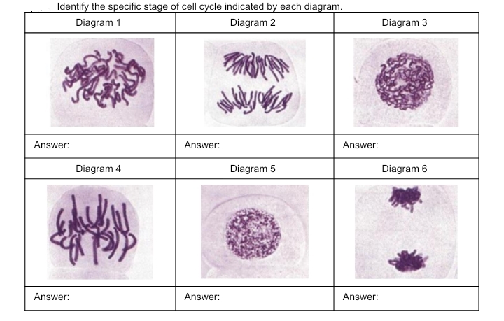 Identify the specific stage of cell cycle indicated by each diagram.
Diagram 1
Diagram 2
Diagram 3
Answer:
Answer:
Answer:
Diagram 4
Diagram 5
Diagram 6
Answer:
Answer:
Answer:
