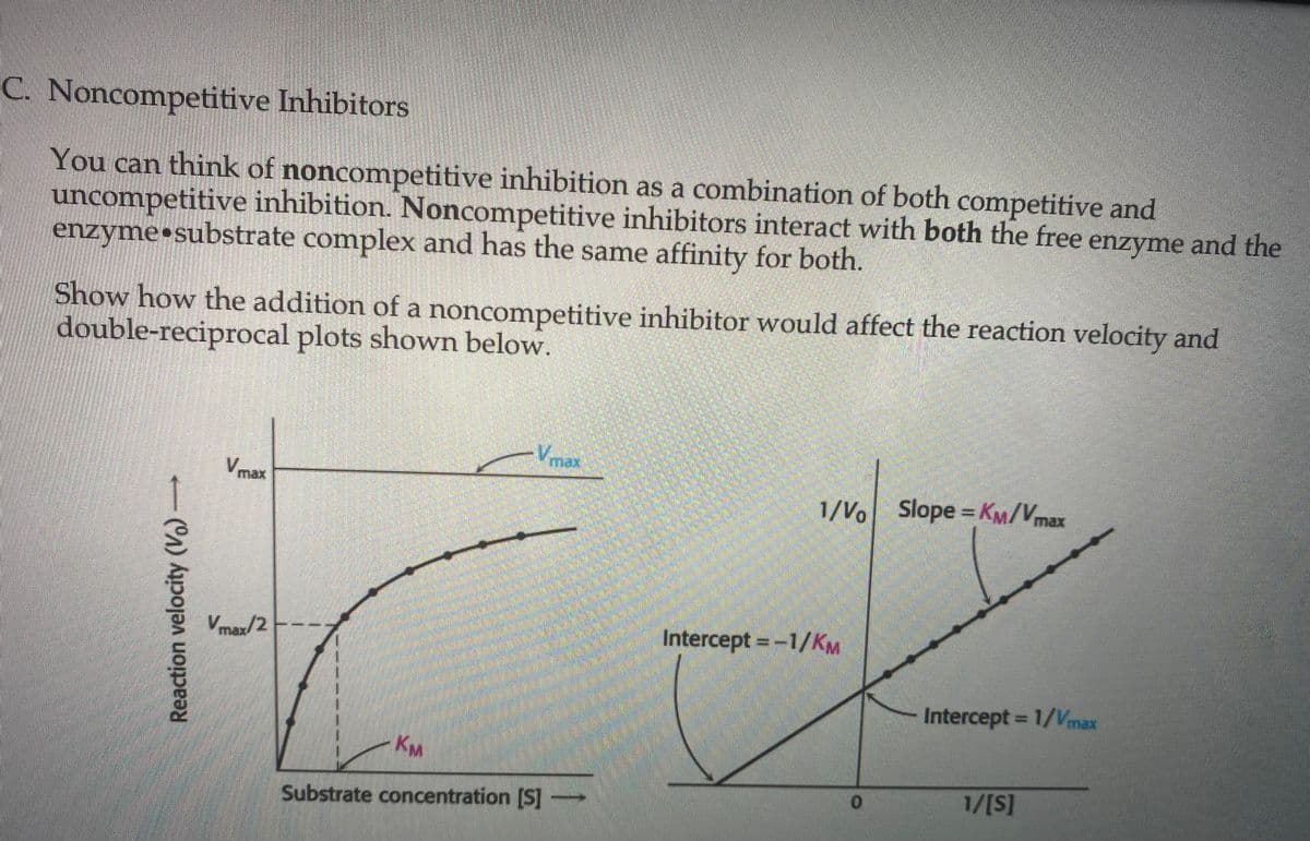 Noncompetitive Inhibitors
You can think of noncompetitive inhibition as a combination of both competitive and
uncompetitive inhibition. Noncompetitive inhibitors interact with both the free enzyme and the
enzyme substrate complex and has the same affinity for both.
Show how the addition of a noncompetitive inhibitor would affect the reaction velocity and
double-reciprocal plots shown below.
Reaction velocity (V)-
Vmax
Vmax/2
KM
- Vmax
Substrate concentration [S]
1/Vo Slope=KM/Vmax
Intercept = -1/KM
0
Intercept = 1/Vmax
1/[S]