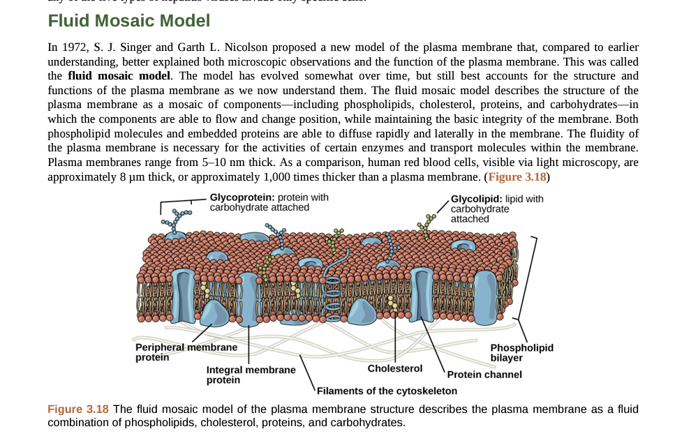 Fluid Mosaic Model
In 1972, S. J. Singer and Garth L. Nicolson proposed a new model of the plasma membrane that, compared to earlier
understanding, better explained both microscopic observations and the function of the plasma membrane. This was called
the fluid mosaic model. The model has evolved somewhat over time, but still best accounts for the structure and
functions of the plasma membrane as we now understand them. The fluid mosaic model describes the structure of the
plasma membrane as a mosaic of components including phospholipids, cholesterol, proteins, and carbohydrates-in
which the components are able to flow and change position, while maintaining the basic integrity of the membrane. Both
phospholipid molecules and embedded proteins are able to diffuse rapidly and laterally in the membrane. The fluidity of
the plasma membrane is necessary for the activities of certain enzymes and transport molecules within the membrane.
Plasma membranes range from 5-10 nm thick. As a comparison, human red blood cells, visible via light microscopy, are
approximately 8 μm thick, or approximately 1,000 times thicker than a plasma membrane. (Figure 3.18)
8000
Glycoprotein: protein with
carbohydrate attached
Peripheral membrane
protein
Glycolipid: lipid with
carbohydrate
attached
Integral membrane
protein
Phospholipid
bilayer
Cholesterol
Filaments of the cytoskeleton
Figure 3.18 The fluid mosaic model of the plasma membrane structure describes the plasma membrane as a fluid
combination of phospholipids, cholesterol, proteins, and carbohydrates.
Protein channel