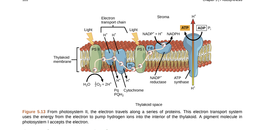 Thylakoid
membrane
Light
PS II
Electron
transport chain
H* H*
H₂O O₂ + 2H+
H
Light
H*
NADP+ + H+ NADPH
PSI Fd
Stroma
Pq Cytochrome
PQH₂
ATP
ATP
NADP+
reductase synthase
H*
H*
ADP P
Thylakoid space
Figure 5.13 From photosystem II, the electron travels along a series of proteins. This electron transport system
uses the energy from the electron to pump hydrogen ions into the interior of the thylakoid. A pigment molecule in
photosystem I accepts the electron.