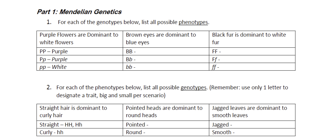 Part 1: Mendelian Genetics
1. For each of the genotypes
Purple Flowers are Dominant to
white flowers
PP - Purple
Pp - Purple
pp-White
Straight hair is dominant to
curly hair
below, list all possible phenotypes.
Brown eyes are dominant to
blue eyes
Straight - HH, Hh
Curly - hh
BB-
Bb
bb-
2. For each of the phenotypes below, list all possible genotypes. (Remember: use only 1 letter to
designate a trait, big and small per scenario)
Pointed heads are dominant to
round heads
Black fur is dominant to white
fur
Pointed -
Round -
FF -
Ff-
ff -
Jagged leaves are dominant to
smooth leaves
Jagged -
Smooth -