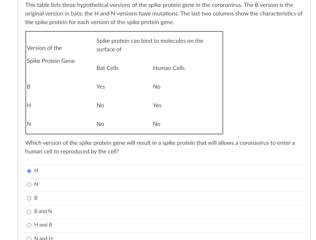 This table lists three hypothetical versions of the spike protein gene in the coronavirus. The B version is the
original version in bats; the H and N versions have mutations. The last two columns show the characteristics of
the spike protein for each version of the spike protein gene.
Version of the
Spike Protein Gene
B
H
N
H
ΟΝ
O
B
B and N
OH and B
Spike protein can bind to molecules on the
surface of
ON and H
Bat Cells
Yes
Which version of the spike protein gene will result in a spike protein that will allows a coronavirus to enter a
human cell to reproduced by the cell?
No
No
Human Cells
No
Yes
No