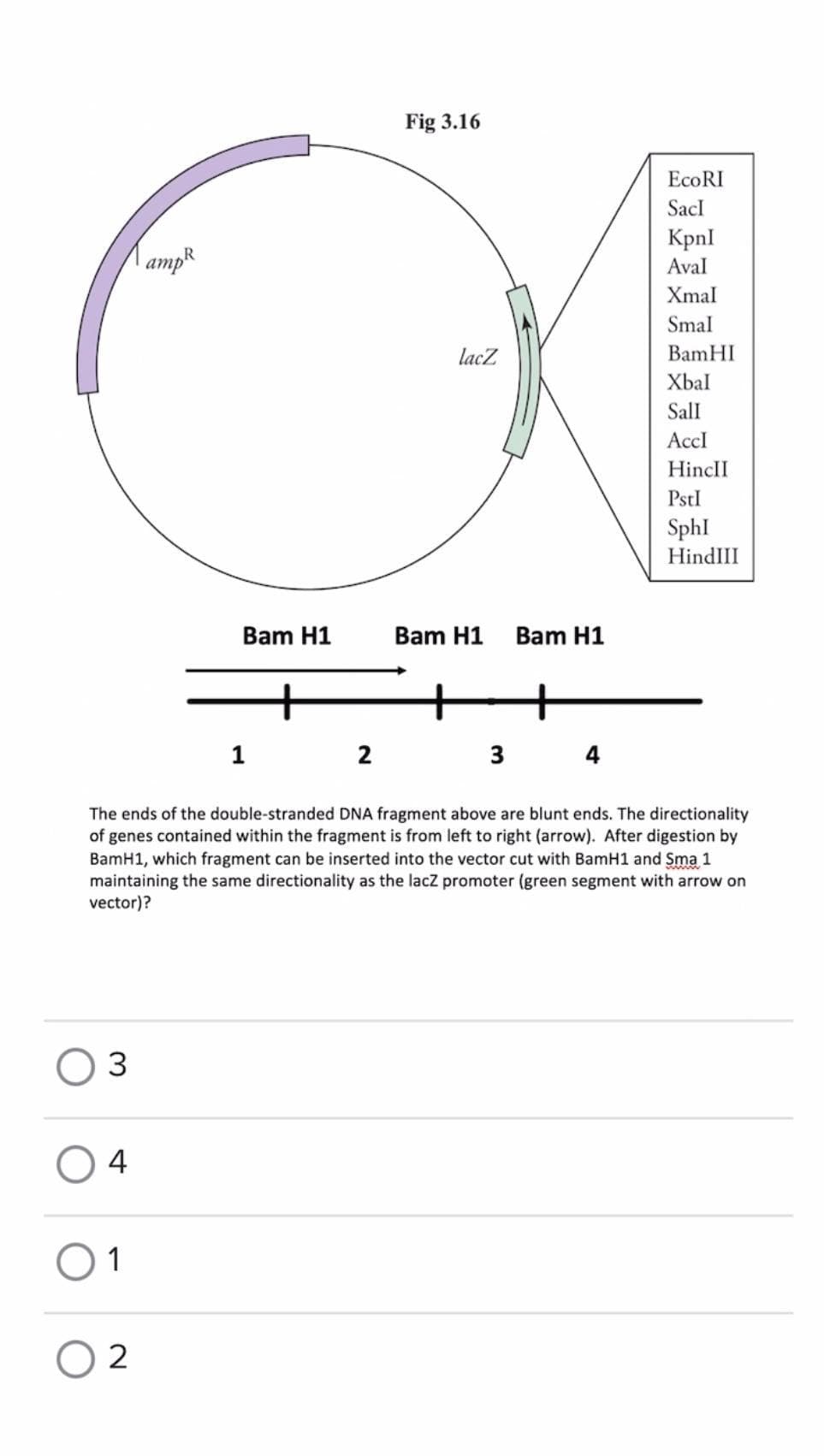 Fig 3.16
EcoRI
SacI
KpnI
|ampR
Aval
Xmal
Smal
lacZ
BamHI
Xbal
SalI
Accl
HincII
PstI
Sphl
HindIII
Bam H1
Bam H1
Bam H1
1
2
3 4
The ends of the double-stranded DNA fragment above are blunt ends. The directionality
of genes contained within the fragment is from left to right (arrow). After digestion by
BamH1, which fragment can be inserted into the vector cut with BamH1 and Sma 1
maintaining the same directionality as the lacz promoter (green segment with arrow on
vector)?
3
O 4
O1
2
