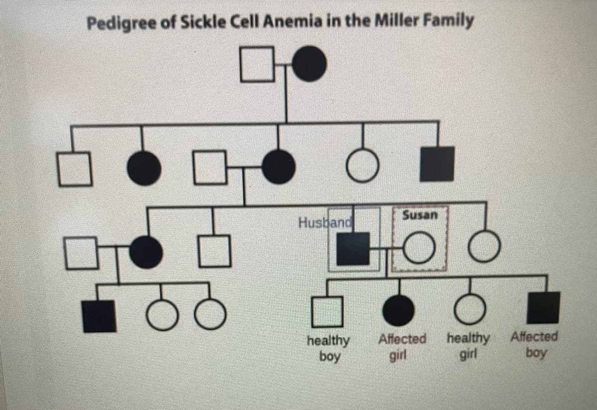 Pedigree of Sickle Cell Anemia in the Miller Family
Susan
Husband
healthy
boy
Affected healthy
girl
girl
Affected
boy