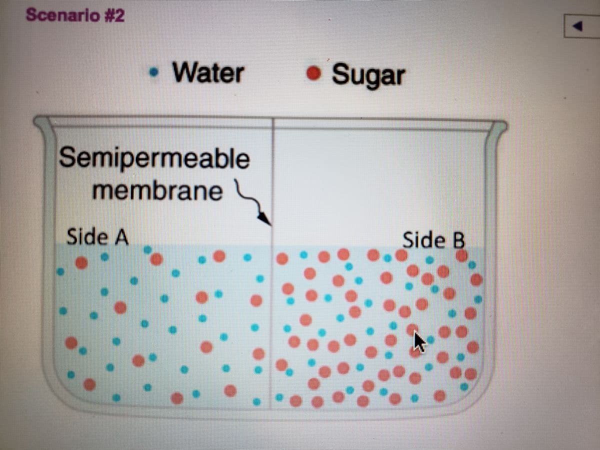 Scenario #2
• Water
Sugar
Semipermeable
membrane
Side A
Side B
