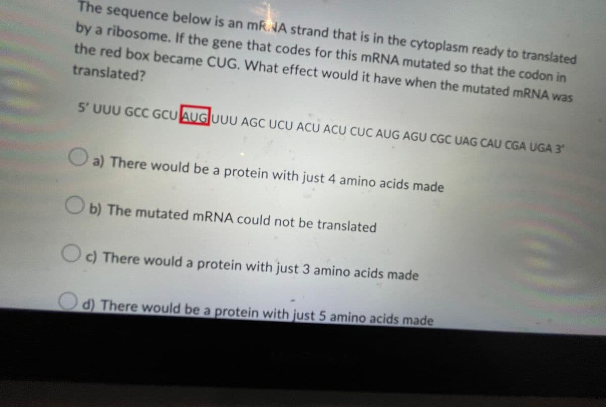 The sequence below is an mRNA strand that is in the cytoplasm ready to translated
by a ribosome. If the gene that codes for this mRNA mutated so that the codon in
the red box became CUG. What effect would it have when the mutated mRNA was
translated?
5' UUU GCC GCU AUG UUU AGC UCU ACU ACU CUC AUG AGU CGC UAG CAU CGA UGA 3
a) There would be a protein with just 4 amino acids made
Ob) The mutated mRNA could not be translated
Oc) There would a protein with just 3 amino acids made
d) There would be a protein with just 5 amino acids made