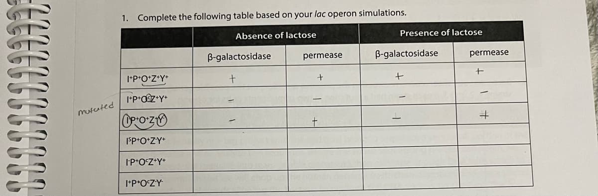 1. Complete the following table based on your lac operon simulations.
Absence of lactose
Presence of lactose
B-galactosidase
permease
B-galactosidase
permease
I*P*O*Z*Y*
Mututed
ISP+O*ZY*
I'P*O°Z*Y*
I*P*O°ZY
