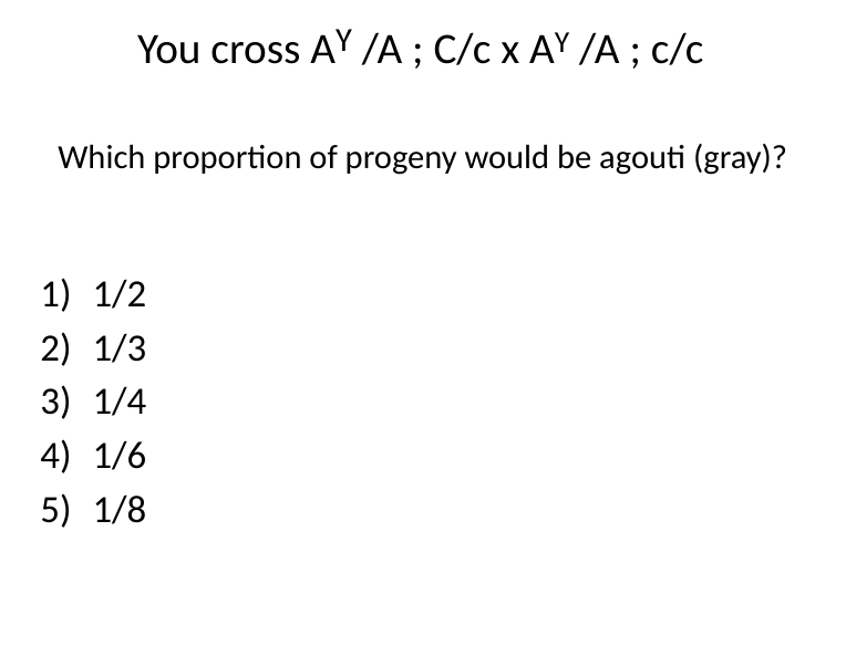 You cross AY /A; C/c x AY /A; c/c
Which proportion of progeny would be agouti (gray)?
1) 1/2
2) 1/3
3) 1/4
4) 1/6
5) 1/8