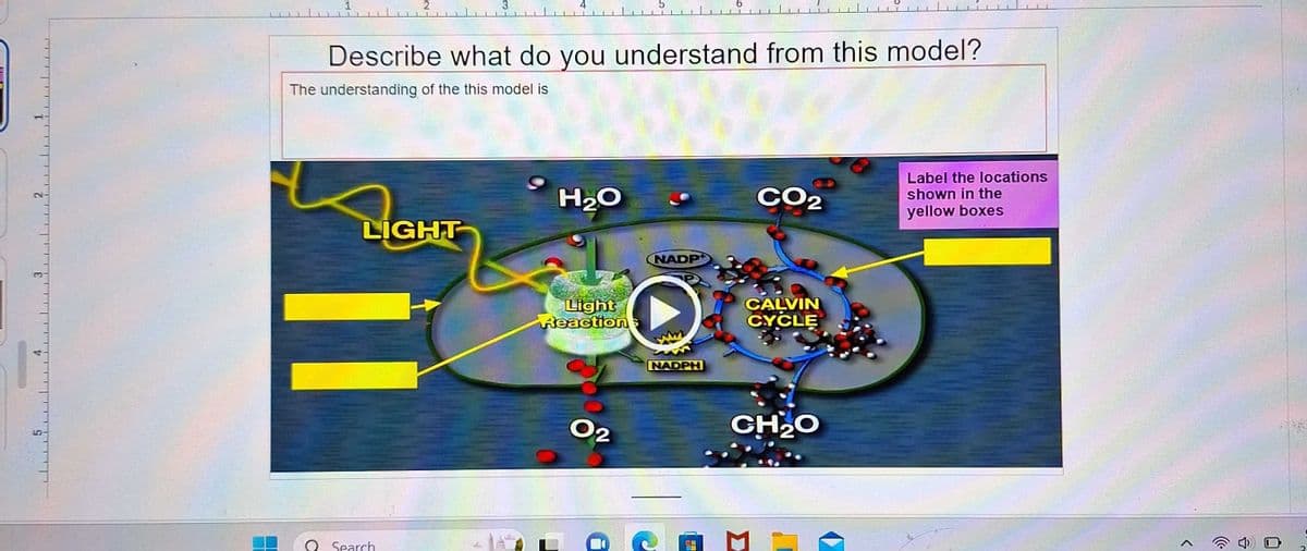 Describe what do you understand from this model?
The understanding of the this model is
LIGHT
Search
H₂O
Light
Reactions
0₂
NADP
NADPH
CO2
CALVIN
CYCLE
CH₂O
Label the locations
shown in the
yellow boxes
습
0
