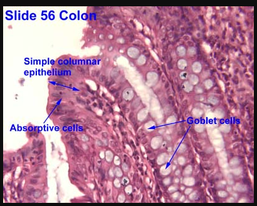 Slide 56 Colon
Simple columnar
epithelium
Goblet cells
Absorptive cells
