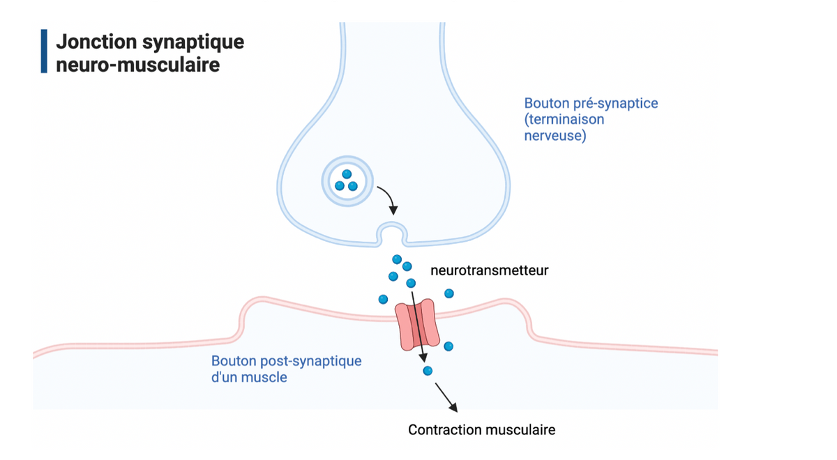 Jonction synaptique
neuro-musculaire
Bouton pré-synaptice
(terminaison
nerveuse)
neurotransmetteur
Bouton post-synaptique
d'un muscle
Contraction musculaire
