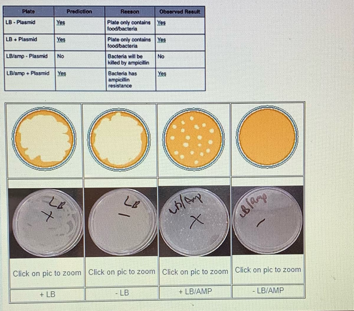 Plate
LB-Plasmid
LB + Plasmid
LB/amp - Plasmid
Yes
Yes
No
+ LB
LB/amp + Plasmid Yes
LB
Prediction
Reeson
Plate only contains Yes
food/bacteria
Plate only contains Yes
food/bacteria
Bacteria will be
killed by ampicillin
Bacteria has
ampicillin
resistance
LB
Click on pic to zoom Click on pic to zoom
-LB
Observed Result
No
Yes
chlamp
x
Click on pic to zoom
+ LB/AMP
Blamp
Click on pic to zoom
- LB/AMP