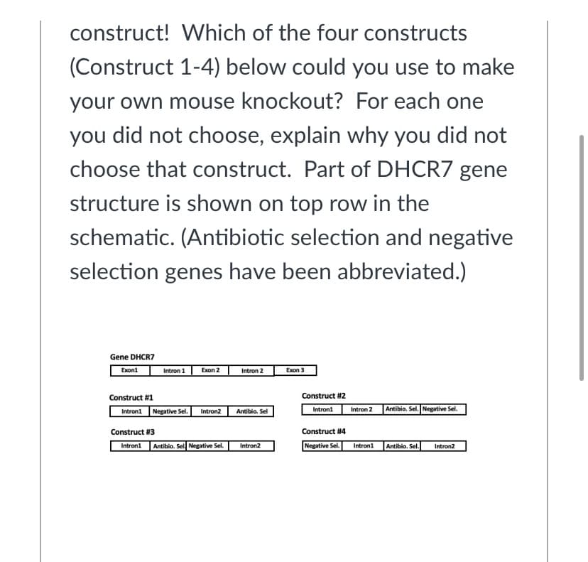 construct! Which of the four constructs
(Construct 1-4) below could you use to make
your own mouse knockout? For each one
you did not choose, explain why you did not
choose that construct. Part of DHCR7 gene
structure is shown on top row in the
schematic. (Antibiotic selection and negative
selection genes have been abbreviated.)
Gene DHCR7
Intron 1
Exon 2
Intron 2
Exon 3
Exon1
Construct #1
Construct #2
Intron1 Negative Sel.
Intron1
|Antibio. Sel. Negative Sel.
Intron2
Antibio. Sel
Intron 2
Construct #3
Construct #4
Introni Antibio. Sel Negative Sel.
Negative Sel.
Antibio. Sel.
Intron2
Intron1
Intron2
