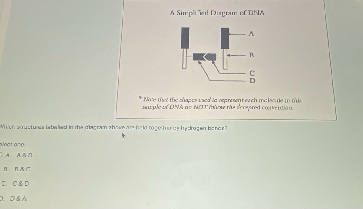 elect one:
DA. A & B
Which structures labelled in the diagram above are held together by hydrogen bonds?
B. B & C
A Simplified Diagram of DNA
C. C&D
D. D & A
A
B
*Note that the shapes used to represent each molecule in this
sample of DNA do NOT follow the accepted convention.