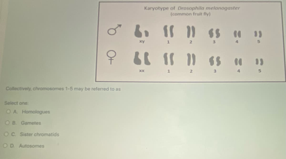 Collectively, chromosomes 1-5 may be referred to as
Select one:
OA. Homologues
OB. Gametes
OC. Sister chromatids
OD. Autosomes
Karyotype of Drosophila melanogaster
(common fruit fly)
6 15 11 55 1
xy
1
2
3
6 15 11 65
1
2
3
xx
(0
4
13
5
}}
5