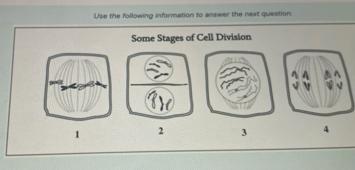 1
Use the following information to answer the next question.
Some Stages of Cell Division
(Bre
2
3