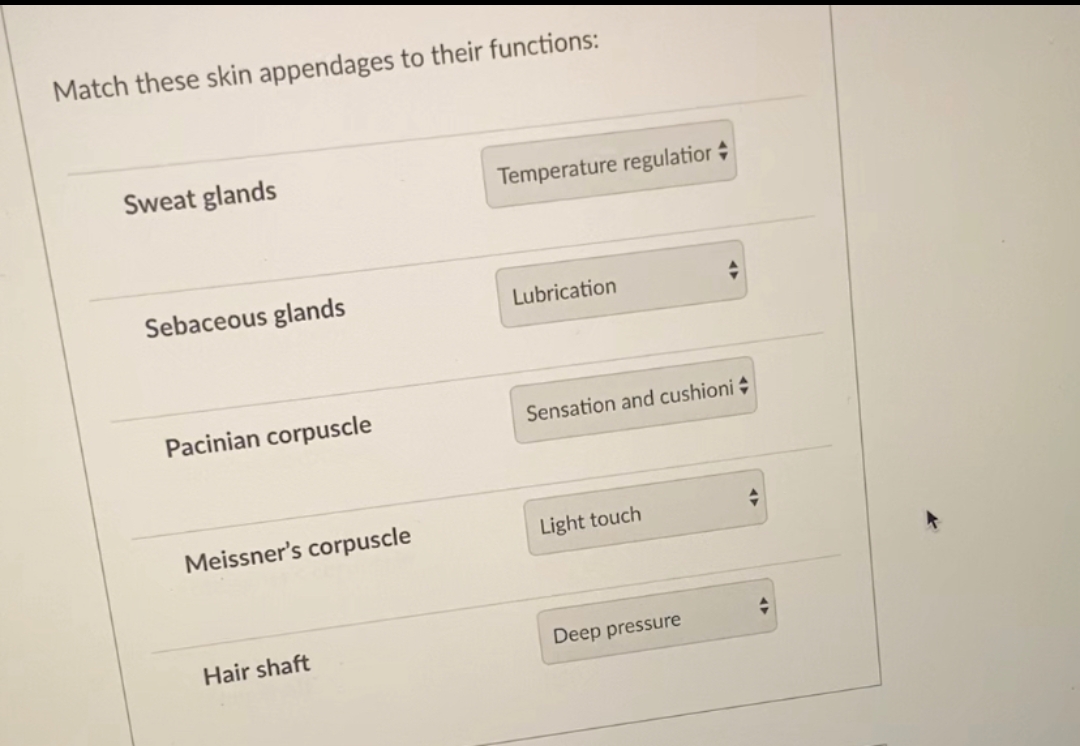 Match these skin appendages to their functions:
Sweat glands
Sebaceous glands
Pacinian corpuscle
Meissner's corpuscle
Hair shaft
Temperature regulatior
Lubrication
Sensation and cushioni
Light touch
Deep pressure
