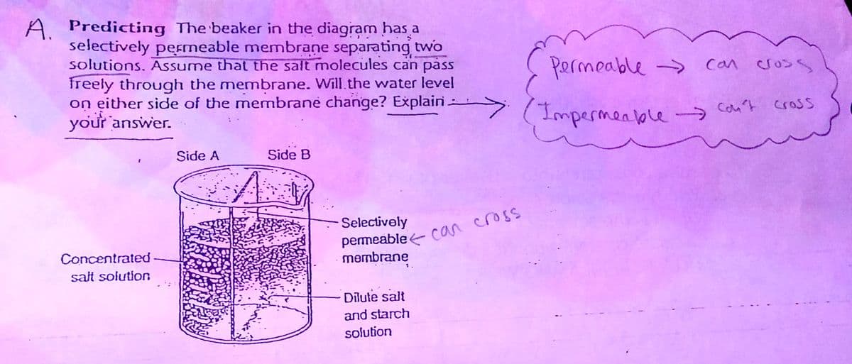 A Predicting The beaker in the diagram has a
selectively permeable membrane separating two
solutions. Assume that the salt molecules can pass
freely through the membrane. Will the water level
on either side of the membrane change? Explain.
your answer.
Concentrated
salt solution
Side A
کیا ہے۔
Side B
A
>
Dilute salt
and starch
solution
Permeable → can cross
(Impermeable →→→ con't cross
Selectively
permeable can cross
membrane