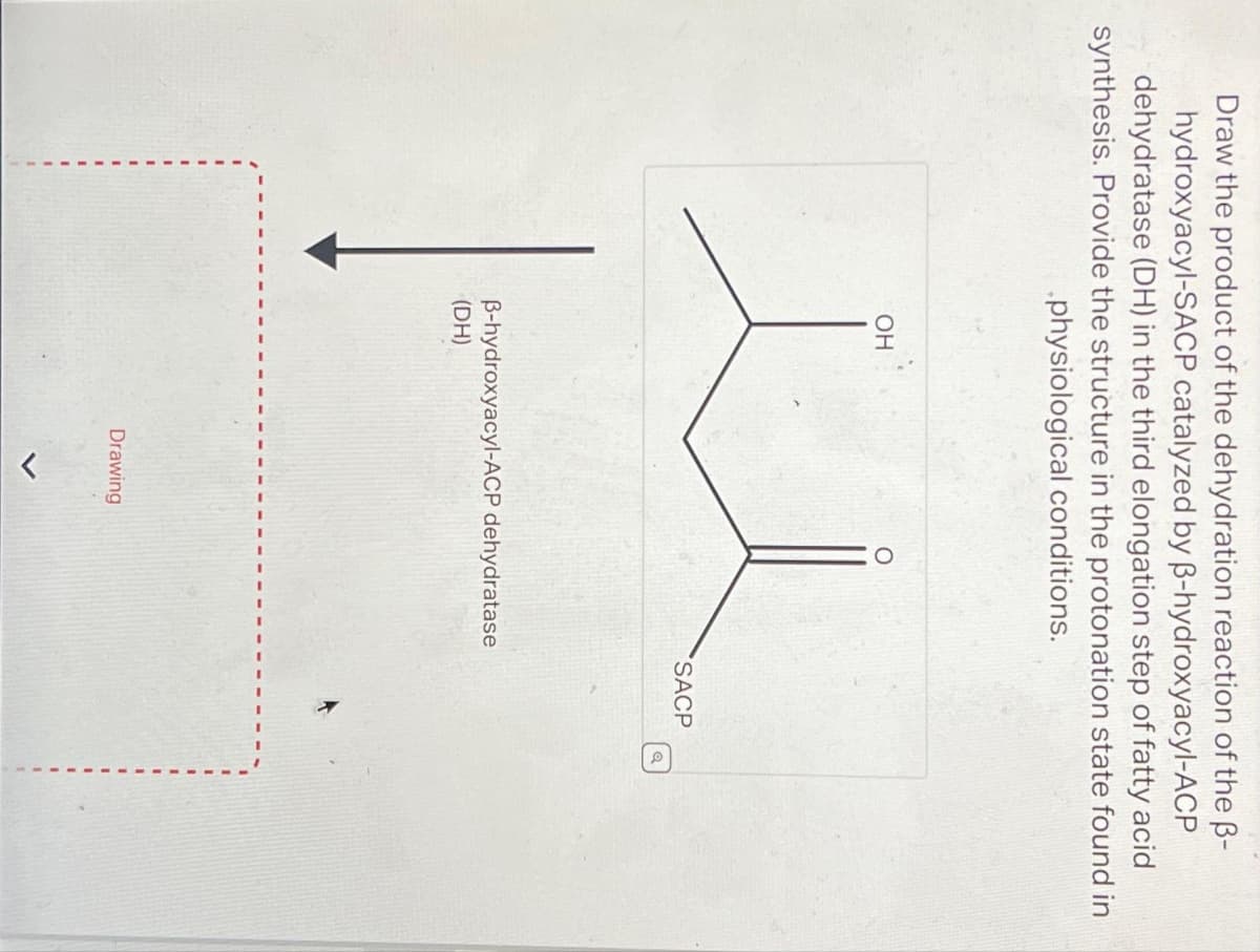 Draw the product of the dehydration reaction of the 3-
hydroxyacyl-SACP catalyzed by B-hydroxyacyl-ACP
dehydratase (DH) in the third elongation step of fatty acid
synthesis. Provide the structure in the protonation state found in
physiological conditions.
OH
B-hydroxyacyl-ACP dehydratase
(DH)
Drawing
SACP
