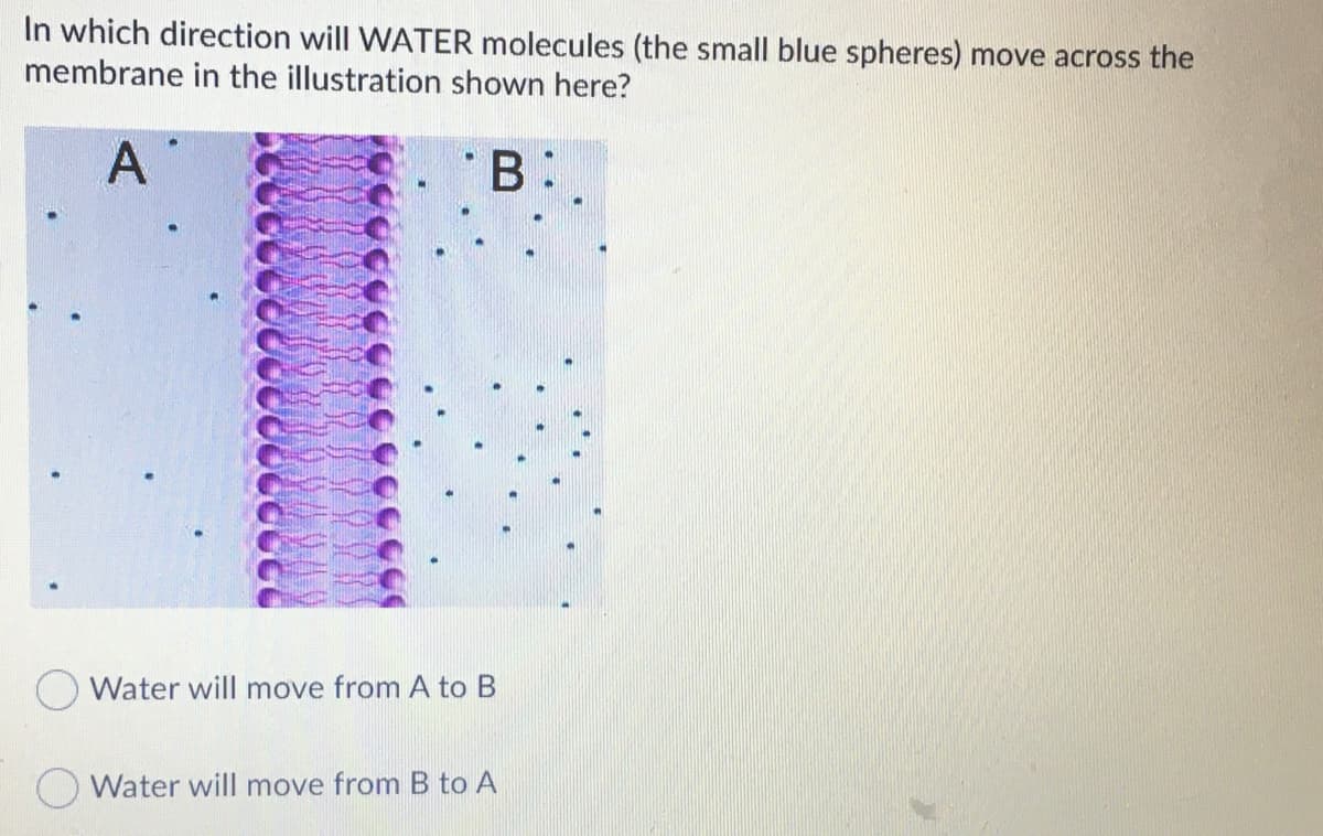 In which direction will WATER molecules (the small blue spheres) move across the
membrane in the illustration shown here?
A
*B:
Water will move from A to B
Water will move from B to A

