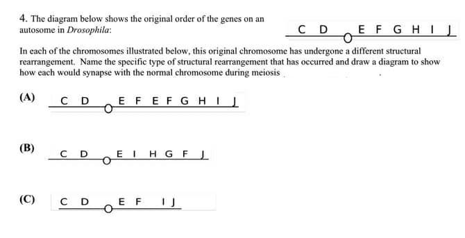 4. The diagram below shows the original order of the genes on an
autosome in Drosophila:
C D
EFGHI
In each of the chromosomes illustrated below, this original chromosome has undergone a different structural
rearrangement. Name the specific type of structural rearrangement that has occurred and draw a diagram to show
how each would synapse with the normal chromosome during meiosis.
(A)
C D
EFEFGHIJ
(B)
C D
EIHG FJ
(C)
C D
E F
