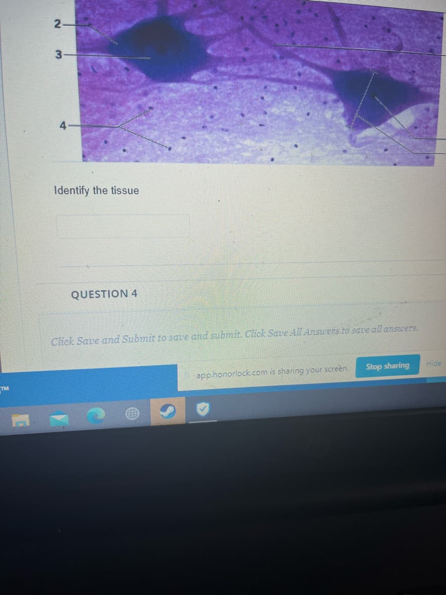 TM
2
3
4
Identify the tissue
QUESTION 4
Click Save and Submit to save and submit. Click Save All Answers to save all answers.
app.honorlock.com is sharing your screen.
Stop sharing
Hide