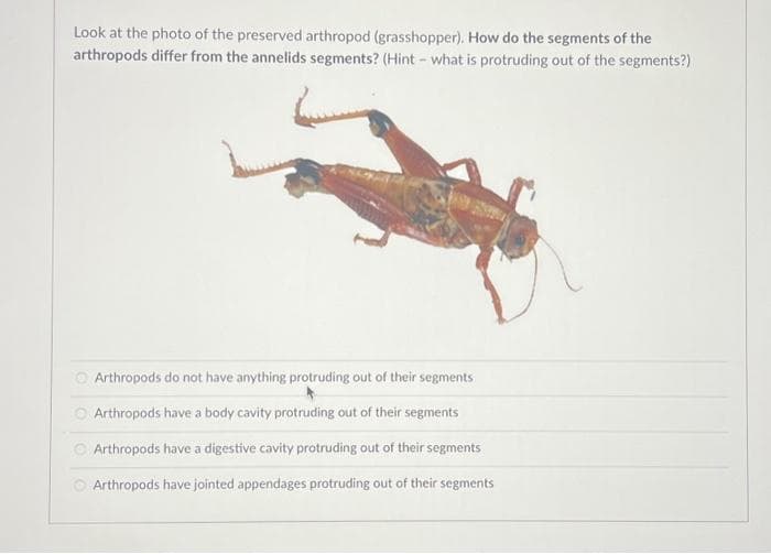 Look at the photo of the preserved arthropod (grasshopper). How do the segments of the
arthropods differ from the annelids segments? (Hint - what is protruding out of the segments?)
Arthropods do not have anything protruding out of their segments
Arthropods have a body cavity protruding out of their segments
Arthropods have a digestive cavity protruding out of their segments
Arthropods have jointed appendages protruding out of their segments