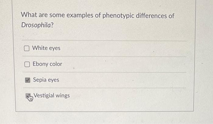 What are some examples of phenotypic differences of
Drosophila?
White eyes
Ebony color
Sepia eyes
Vestigial wings